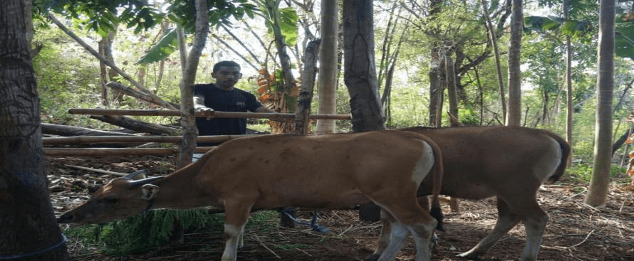 Pengembangan ternak sapi